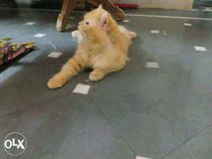 Persian cat Male age 18 months old color brown