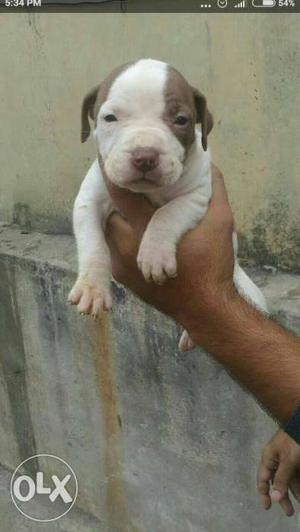 Pitbull female available in a super quality pups