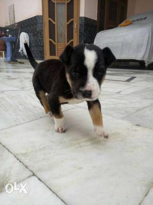 Pittbull and bully mix fimale urgently sale...2