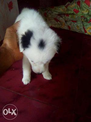 Pomeranian Puppies for sale. 38 days of age.