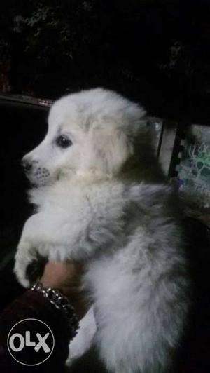 Pomeranian pup available