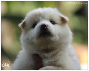 Pomeranian puppies with premium quality for sale