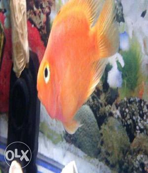 Prrot fish 5". Very beautiful & active. Only