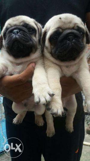 Pug NewYear pupps for Offer sell- PEts