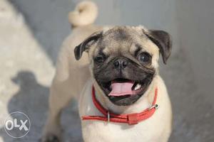 Pug dog healthy condition 4.5 month age