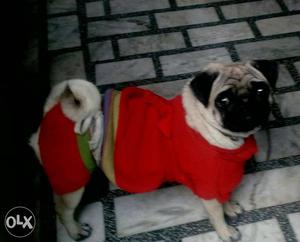 Pug female dog for sale age 1.6 years