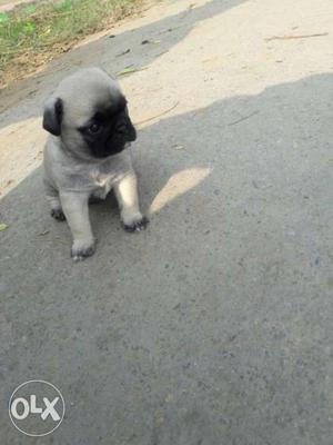 Pug female puppy for sale