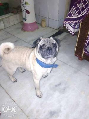 Pug is very good dog but urgent
