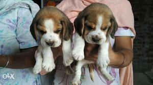 Puppies for sel in beagle