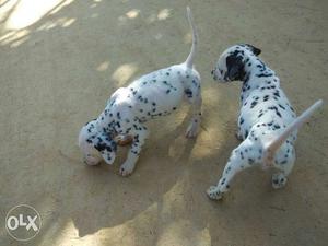 Pure Dalmatian breed.. Male  Female puppy
