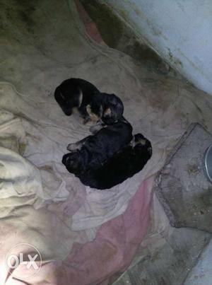 Pure German Shepherd puppies for sale male 