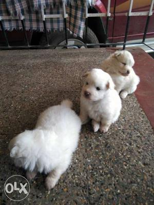 Pure Pomeranian pups