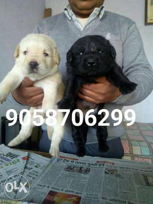 Pure Quality Labrador female available And