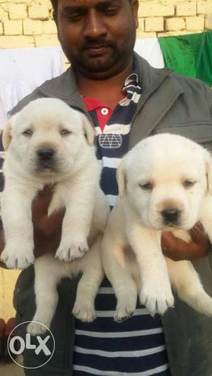 Pure Quality Labrador male puppy available And