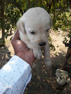 Pure breed Labrador Male Puppy