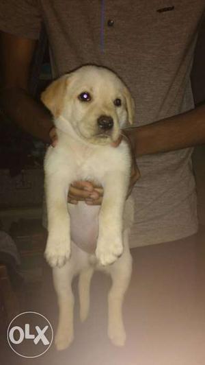 Pure male and female golden Labrador worth  and 