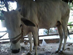 Pure ongole cow