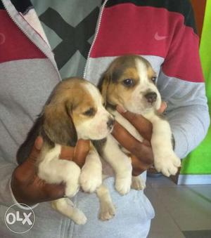 Pure quality breed BEAGLE pups with KCI paper tri