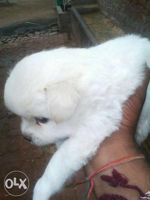 Pure show quality pomerian puppys for sell
