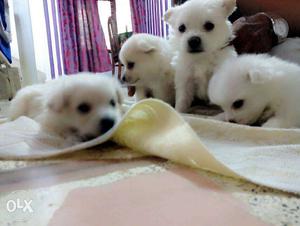 Pure white pommerenian cute puppiezzzz 1 month