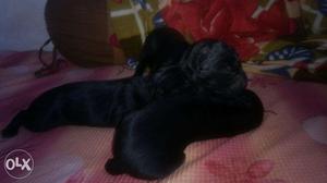 Quality Lab's puppy.. black color male n female