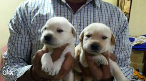 Quality labrador puppy's available in amazing pet