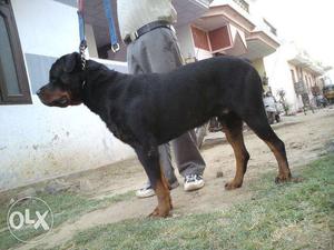 ROTTWEILER Proven Male Available For Mating