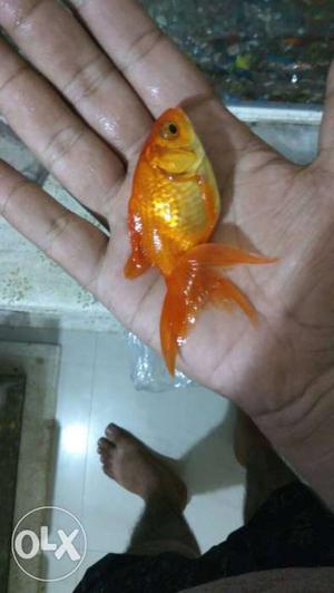 RS 200 a pair breeding pair of gold fish available