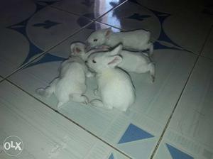 Rabbits of 25days very playfull