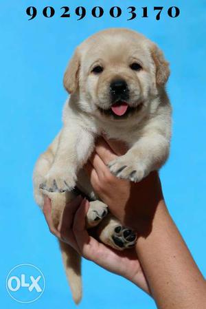Ready puppy for new Home Labrador Retriever vaccine done