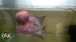 Red And Grey Flowerhorn