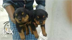 Rott pup 27days old