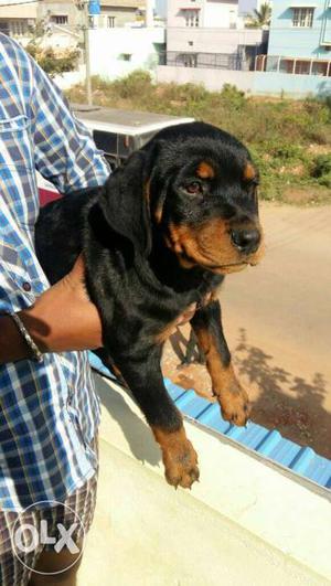 Rottweiler 2 months old female 2 vaccine done