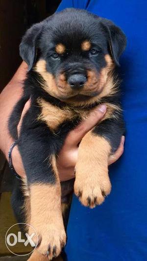 Rottweiler 2 months old.. vaccinated... import