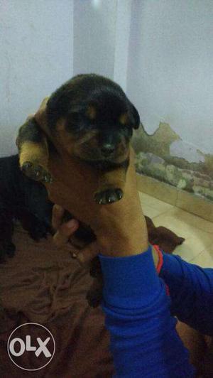Rottweiler NewYear male Offer and Female in jaipur PEts