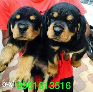Rottweiler Puppies father import