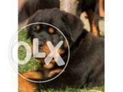 = Rottweiler male female puppies in faridabad at low price