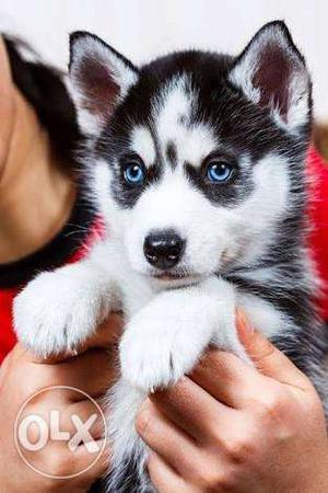 Saiberian husky male puppy blue eyes urgent sale