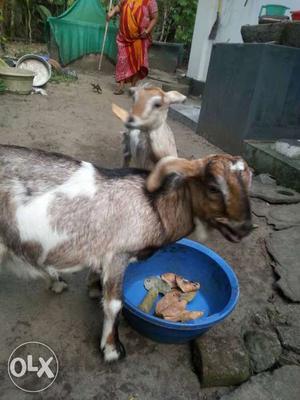 Seven months old goats for sale one female and