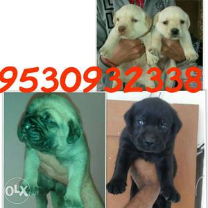 Shanu dog store available all breed.