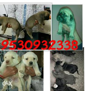 Shanu dog store available breed dogs.