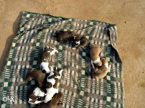 Short Coated Puppy Litter