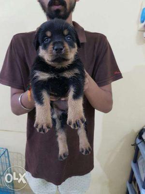 Show NewYear quality Offer Rottweiler puppy available PEts