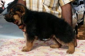 Show quality German Shephard Female Puppy For