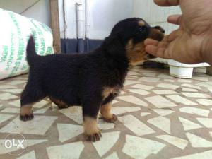Show quality Rottweiler puppy's