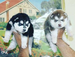 Show quality Siberian Husky puppies available for