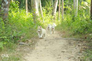 Show quality Siberianhusky puppy for sale