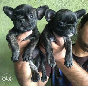 Show quality french bulldog puppies available