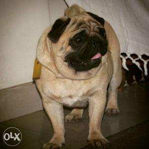 Show quality healthy pug(male) available for