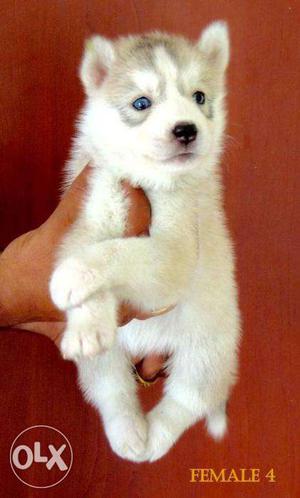 Siberian husky male and female puppies best price and active